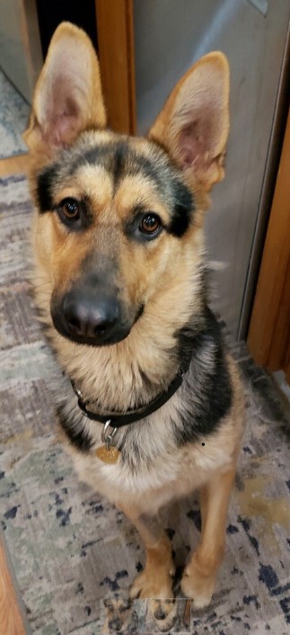 Rolfie (renamed Henry)